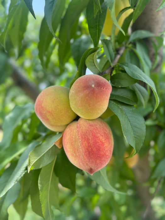 Peaches (Pre-booking)