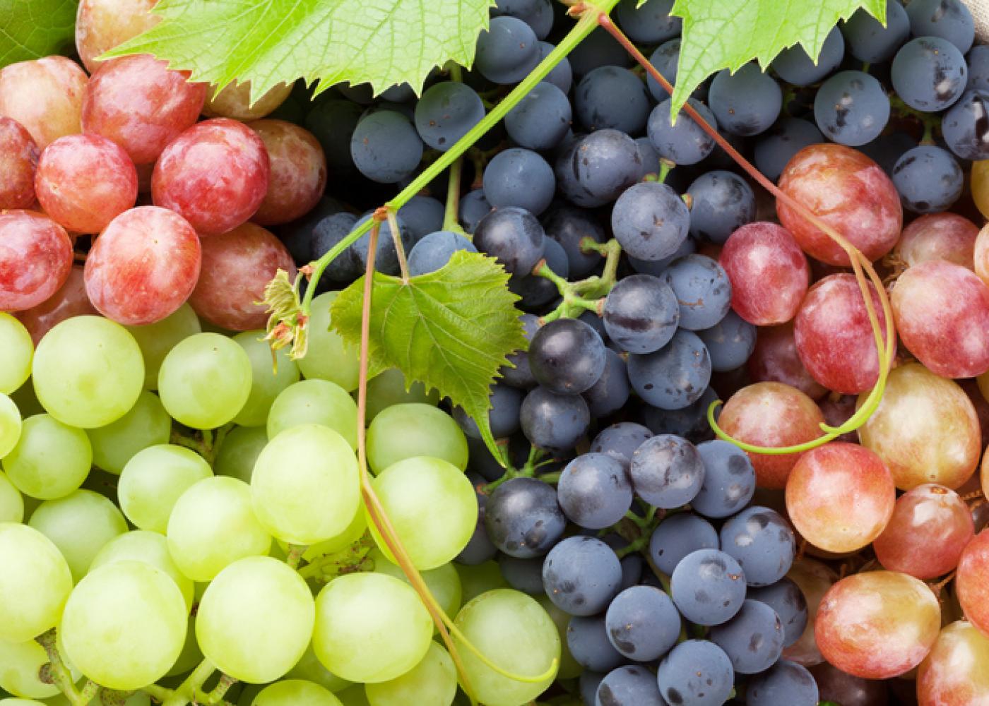 A Journey Through Time: The History of Black Grapes and Ruby King Grapes