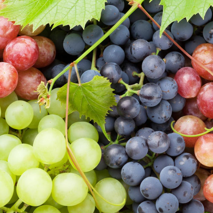 A Journey Through Time: The History of Black Grapes and Ruby King Grapes