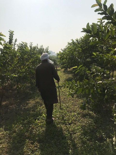 A Guava Orchard
