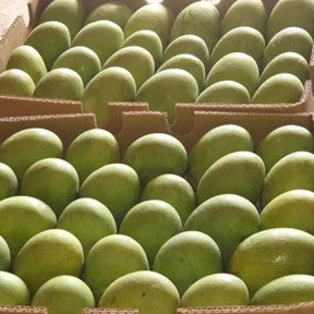 The Magnificent Mango: Exploring the King of Fruits