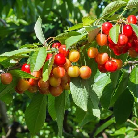 Rainier cherries 500g- pre-bookings (Baltistan)