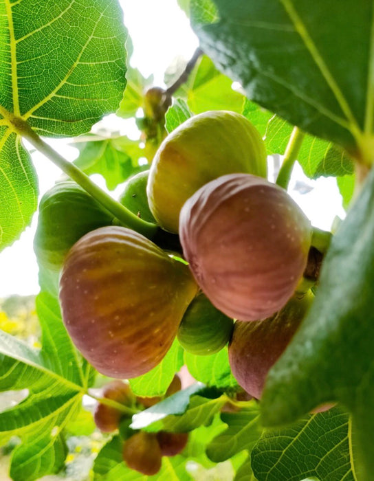 Fresh Figs 500g-approx.10-12 pieces(Pre-bookings)