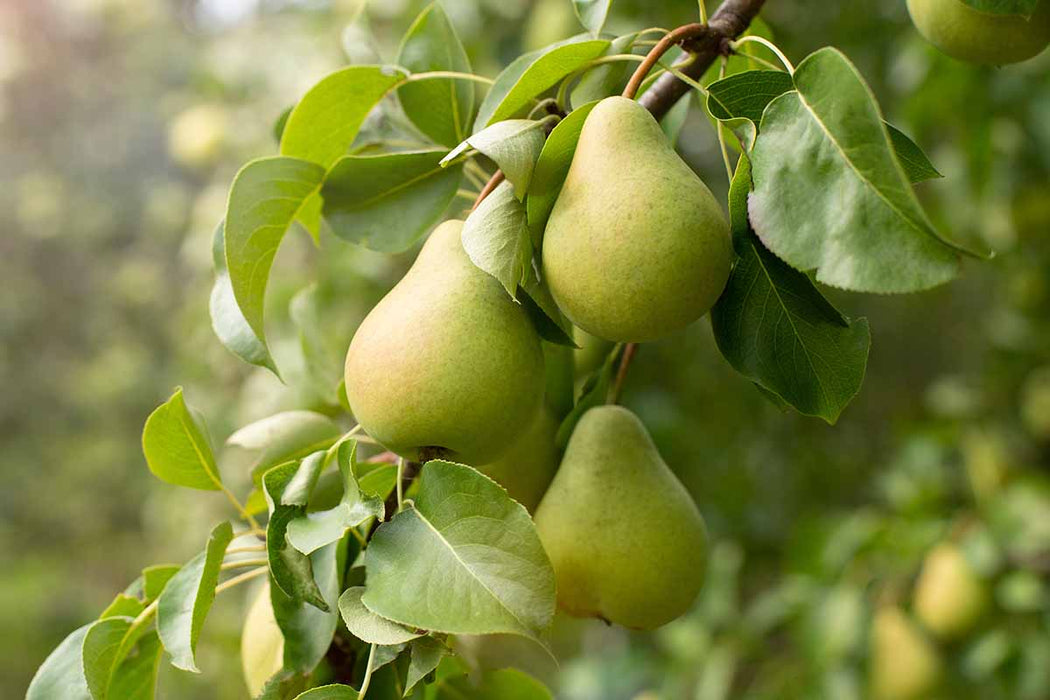 Pear ناشپاتی kg