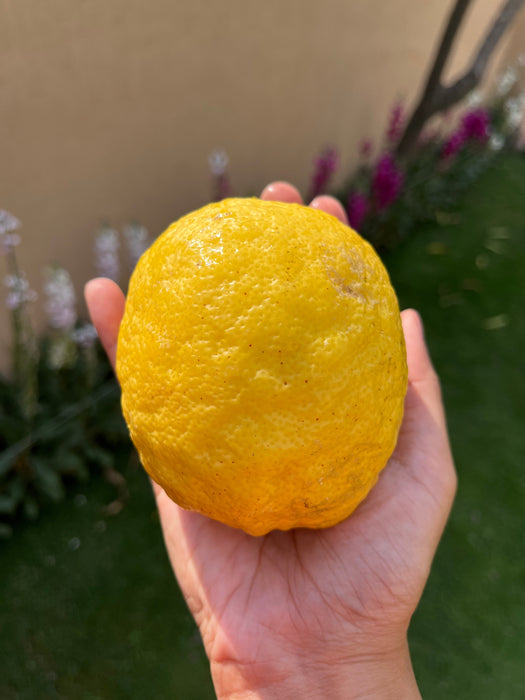 Eureka lemon 500g (typically 3-4 pieces)