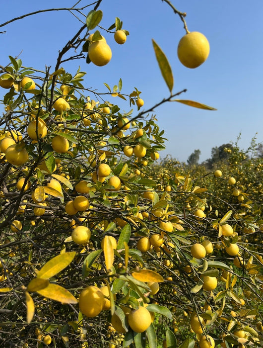 Chinese lemons 500g