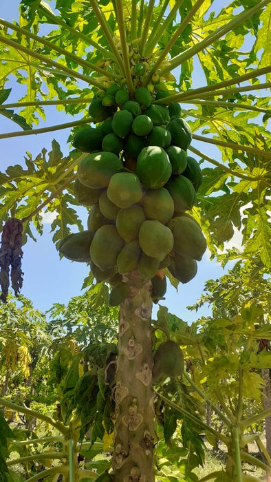 Papaya (1 piece 1.2kg-1.5kg)