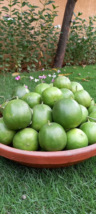 Limetta (مٹھا) dozen