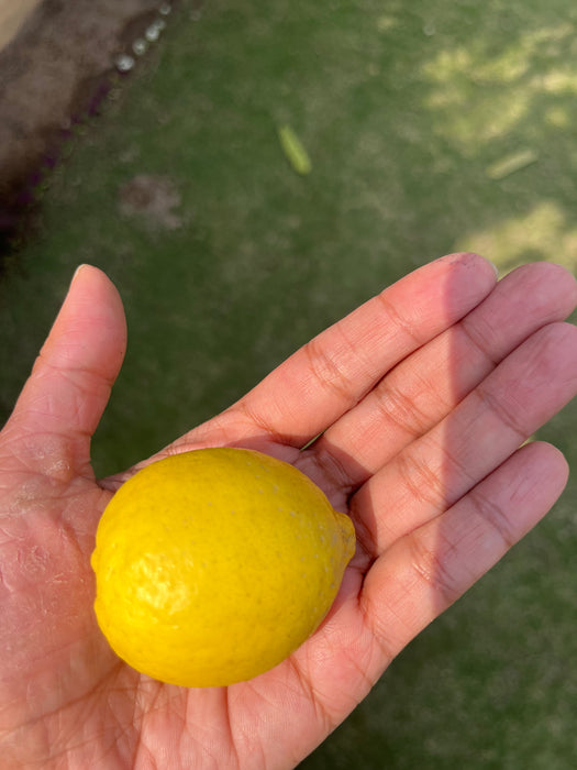 Desi Lemons (500g)