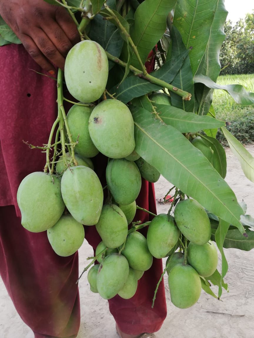 Anwar Ratol - Pre-bookings - Best Anwar Ratol Mangoes in Pakistan — The ...