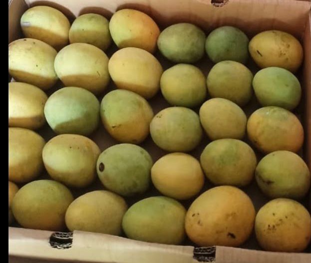 Anwar Ratol - Pre-bookings - Best Anwar Ratol Mangoes in Pakistan — The ...