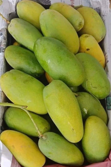 Dusehri mangoes (Pre-booking)