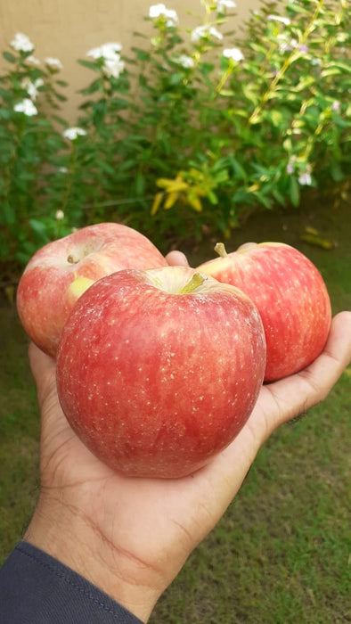 Apples (Kalla Kullu) kg