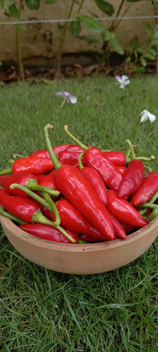 Fresh Desi Red Chillies (250g)