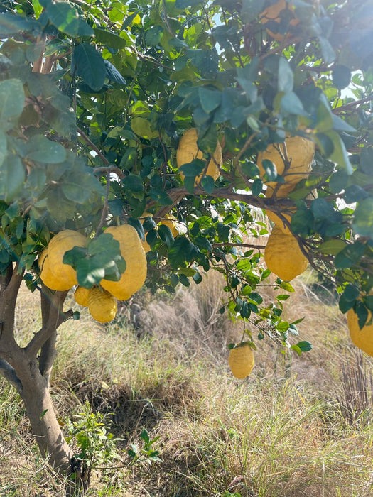 Lisbon lemon 1piece(approx 2kg)