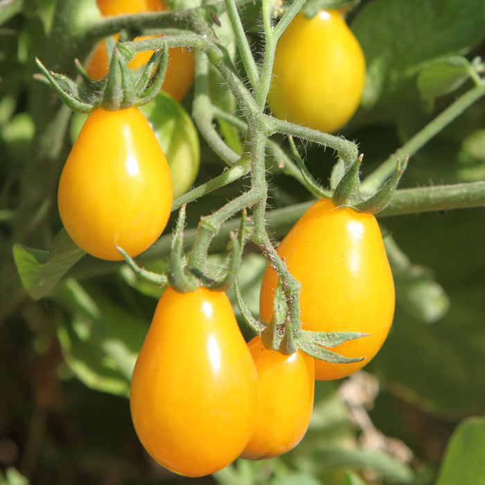Yellow pear cherry tomatoes 250g