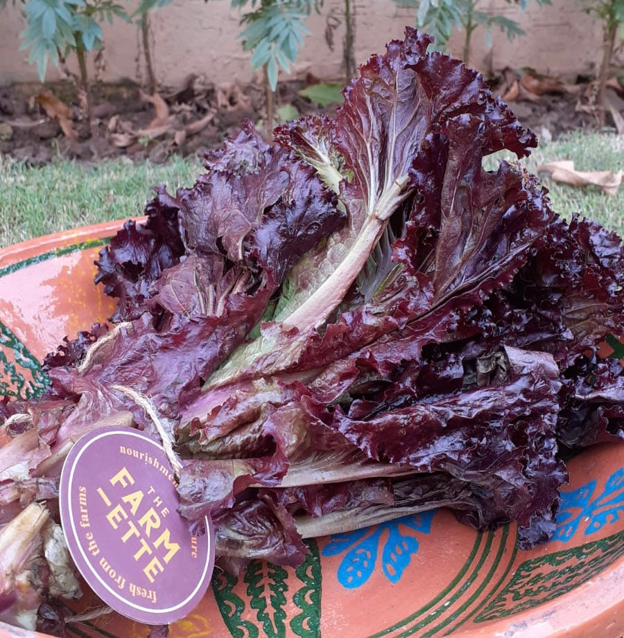 Farm Fresh Purple Lettuce Leaves Bunch from The Farmette in Lahore