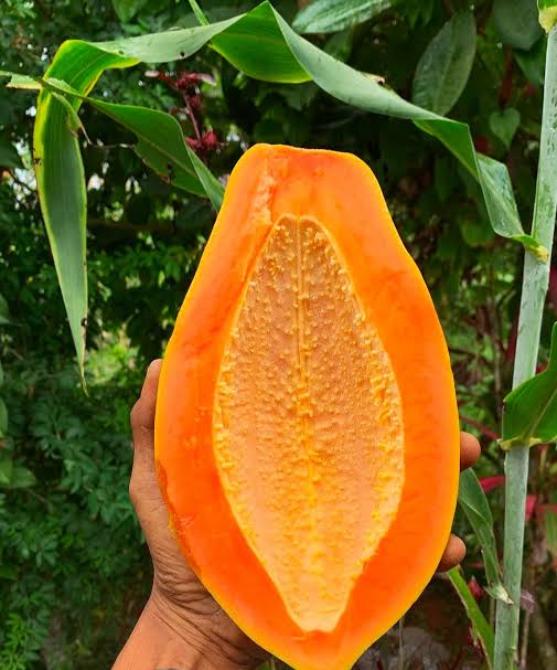 Papaya (1 piece 1kg-1.2kg)