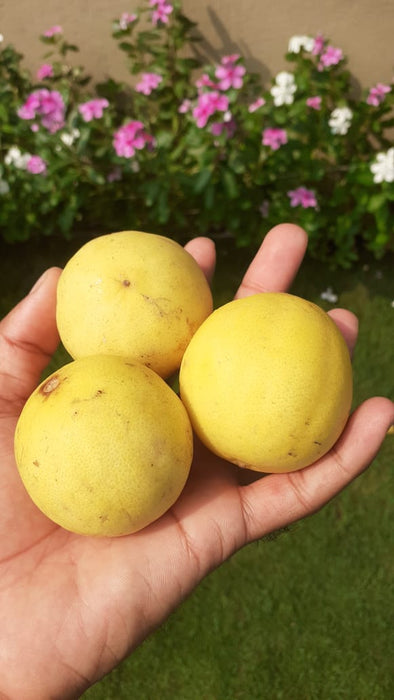Tahitian Limes (seedless)
