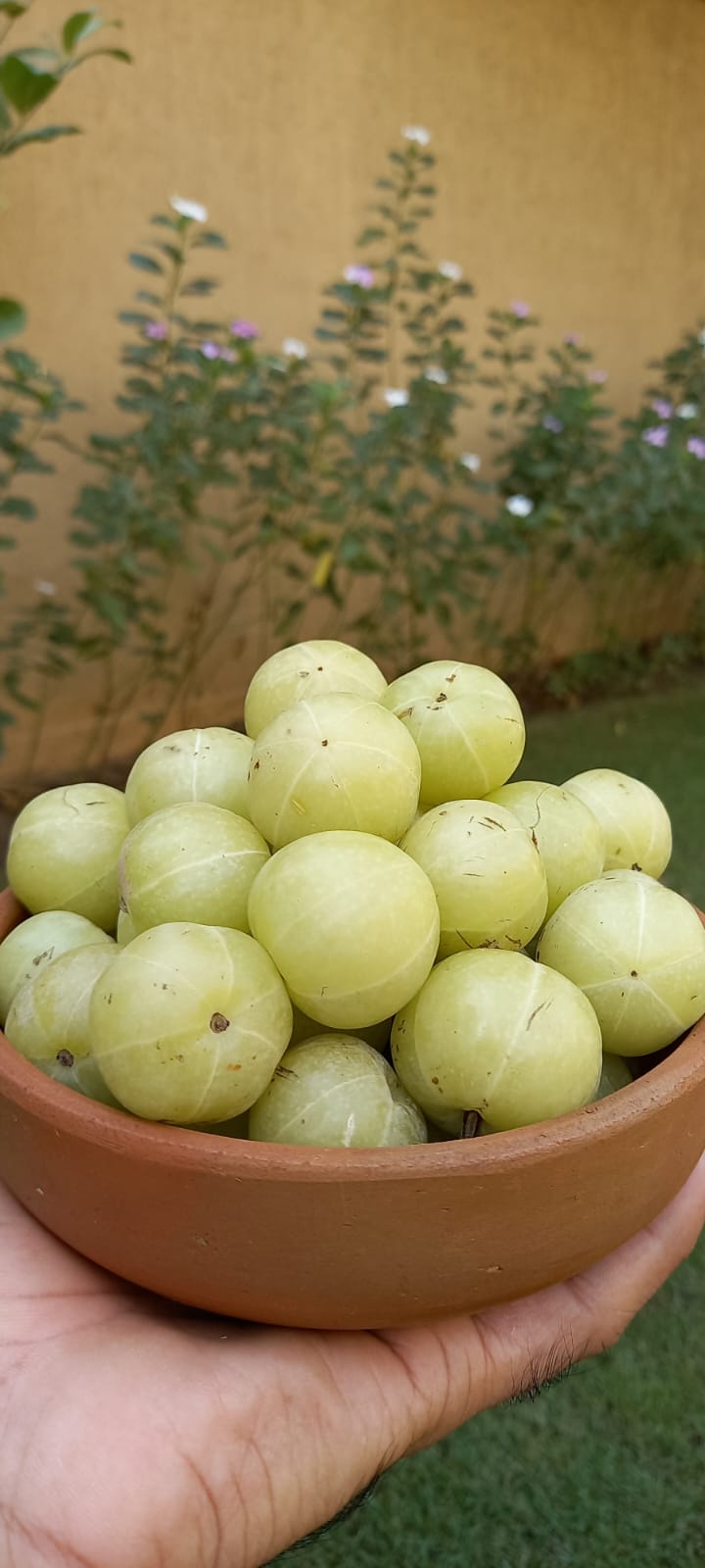 Amla/Gooseberry 500g — The Farmette