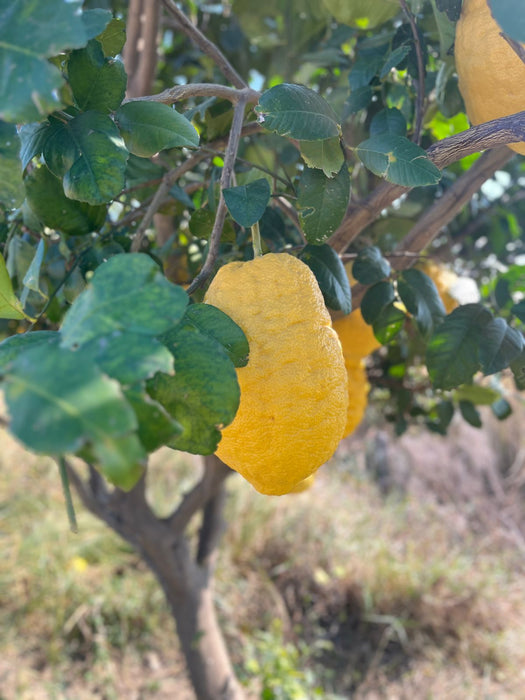 Lisbon lemon 1piece(approx 2kg)