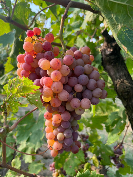 Ruby King Grapes (Pre-booking)