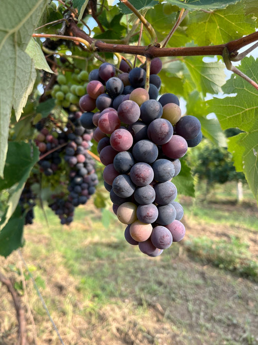 Black Grapes (pre-booking)