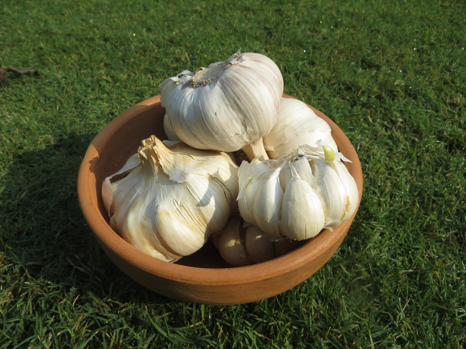 Desi Garlic (500g)
