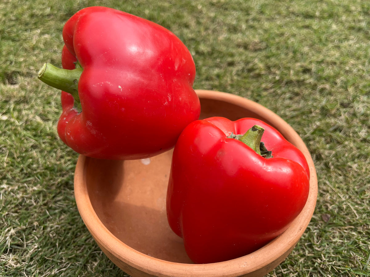 Fresh Bell Peppers - Red, Yellow & Multi-Color - Farm to Table at