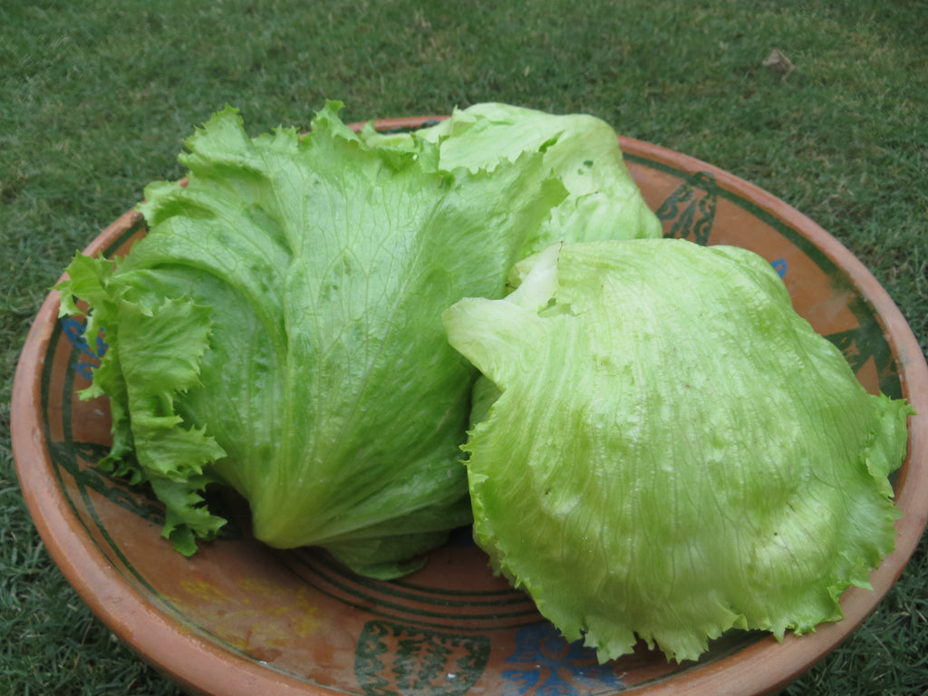 Everything You Need to Know About Iceberg Lettuce Iceberg Lettuce