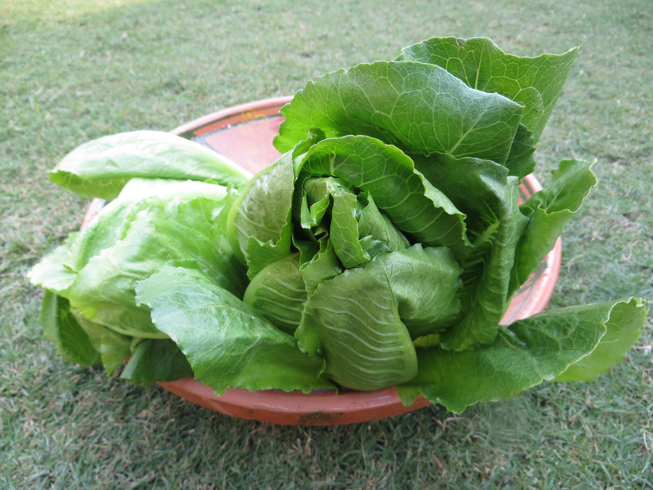 Romaine lettuce (500g)