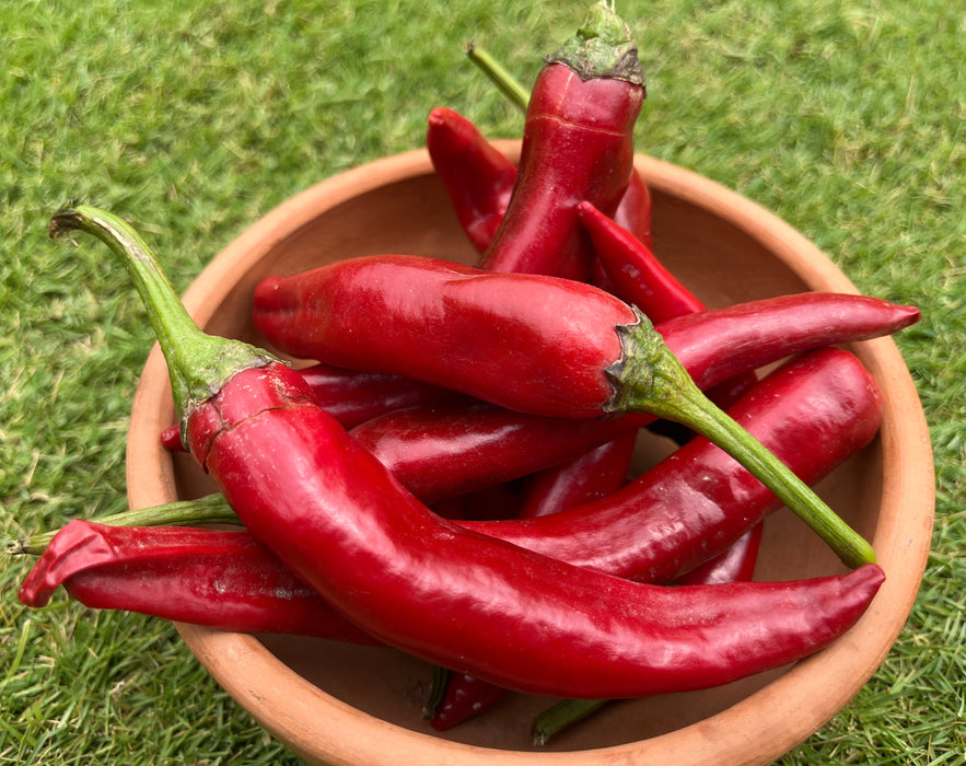 Chinese Red Chilies
