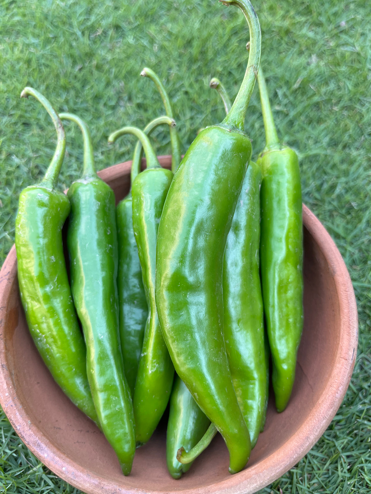 Fresh Green Chili Pepper - Spicy and Flavorful Addition to Any Dish ...