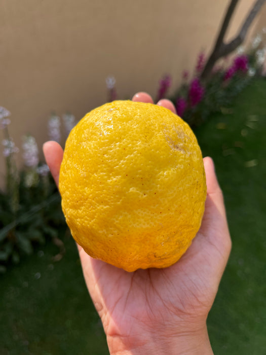 Eureka lemon 500g (typically 2-3 pieces)