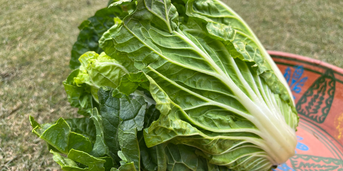 Chinese Napa Cabbage 1 piece (1-1.2kg) — The Farmette