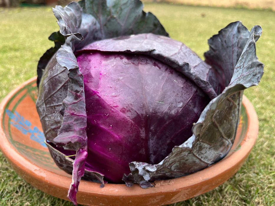 Purple cabbage (800-900g)