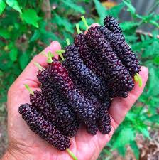 Mulberries 500g